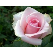 Титанік (Rose Titanik)